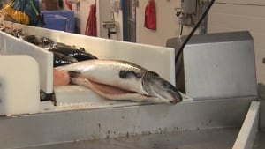 Salmon processed at Cooke Aquaculture plant