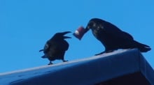 Ravens eating garbage in Iqaluit