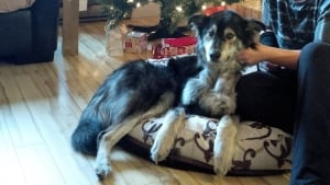 Molly recovering