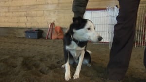 Summit the dog