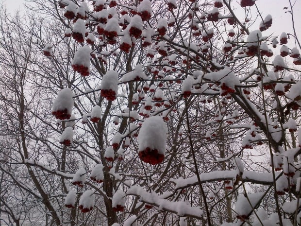Rowan Berries