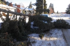 blown down tree