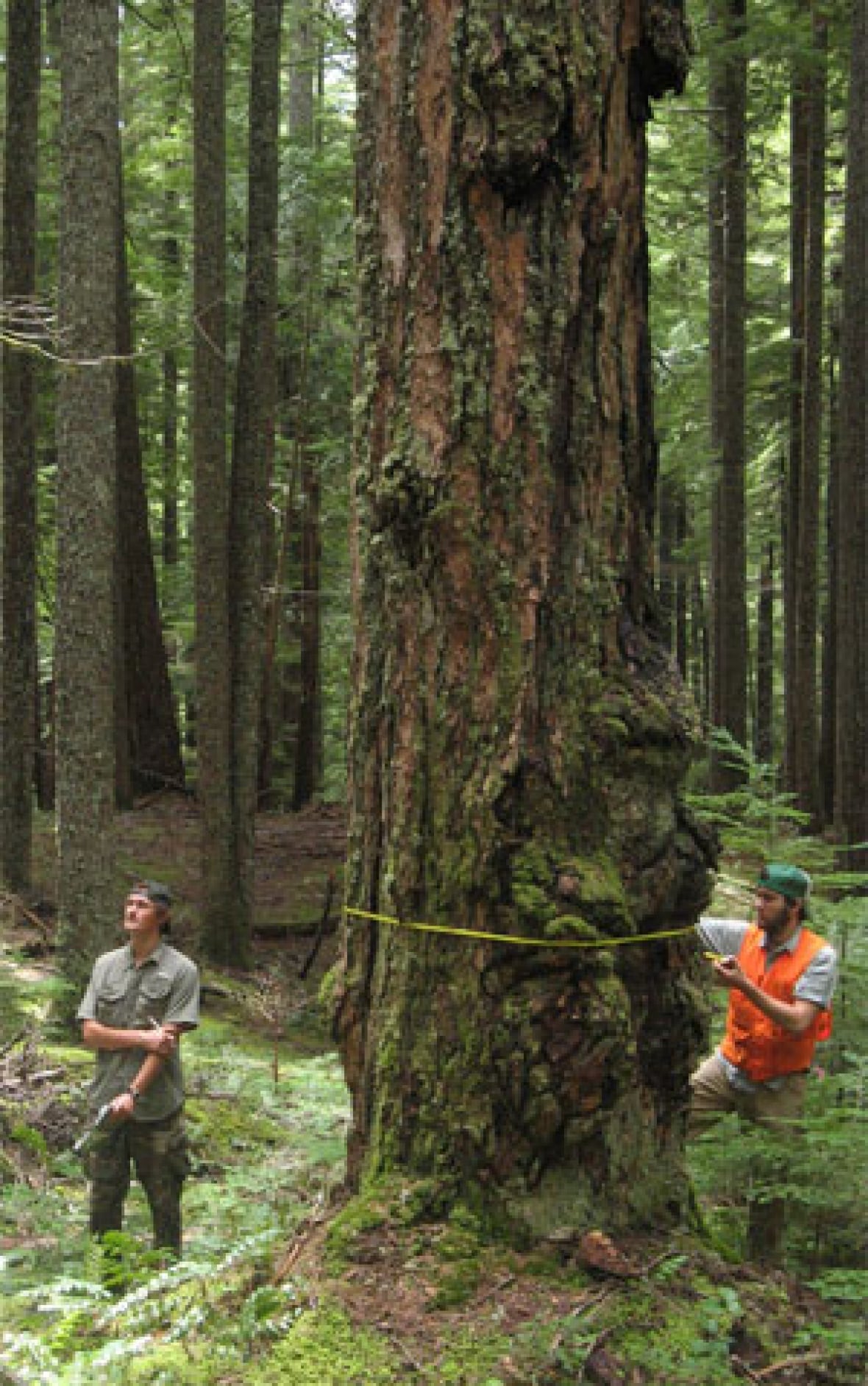 Older trees grow faster than younger ones, study finds CBC News