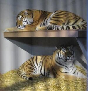 Samkha and Vasili