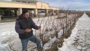 Wine weather cold
