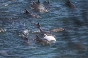 Japan Dolphin Hunt