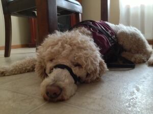 Service dog