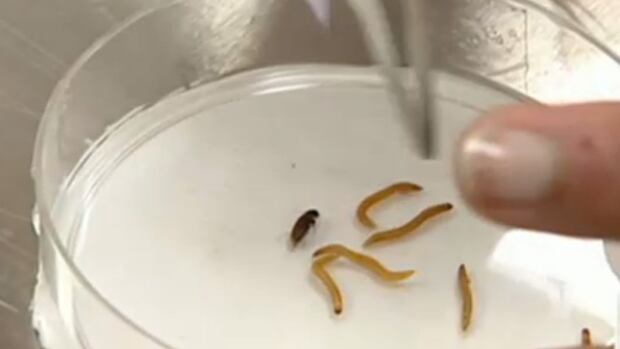 Wireworm puts small holes in potatoes.