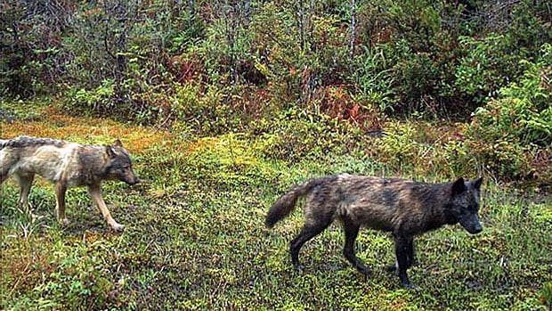 Five wolves roam Tofino's Long Beach