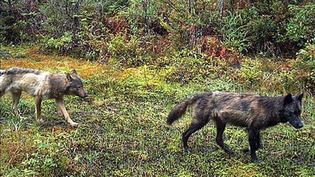 Pet owners warned after report of wolves chasing dog on southern Vancouver Island
