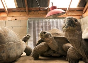 Winter Weather Texas Animals
