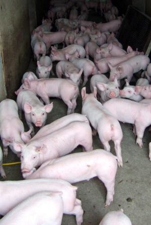 Canada Pig Virus 20140127