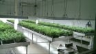 Tweed Inc medical marijuana