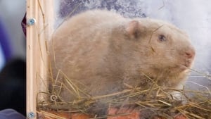 Wiarton Willie
