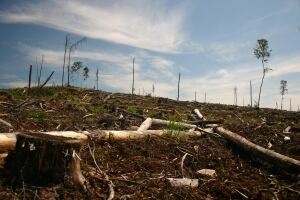 Clearcut logging on Grassy Narrows traditional territory