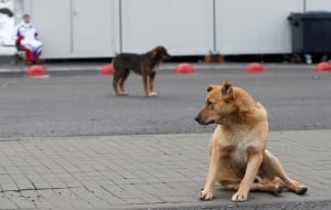 Sochi Olympics Stray Dogs