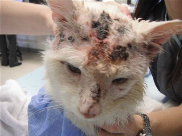 Cat shot in head photo