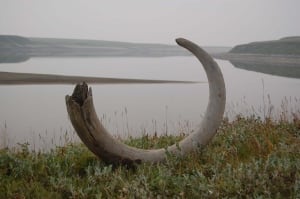 Mammoth tusk
