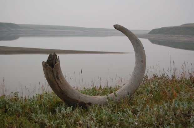 Mammoth tusk