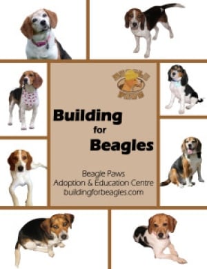 Building for Beagles
