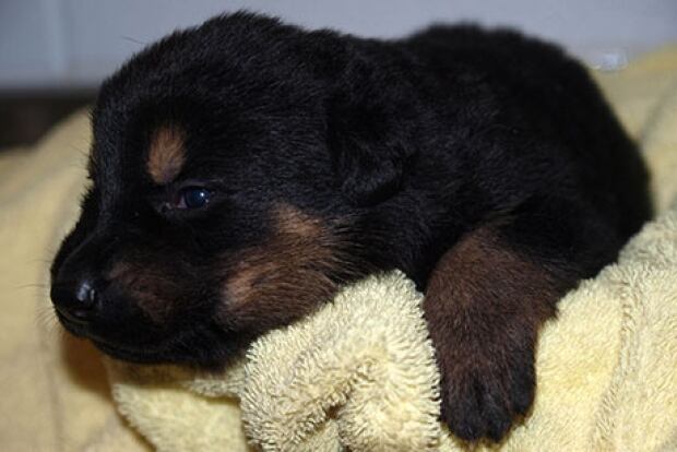 Puppy naming