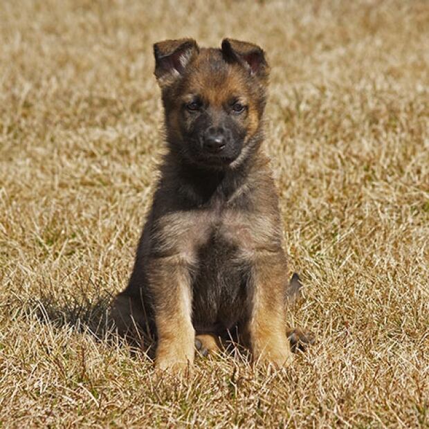 Puppy naming