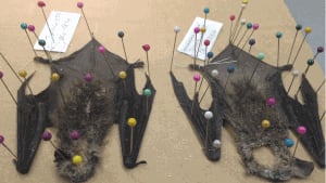 New Brunswick Museum is testing frozen brown bats as part of white-nose syndrome research