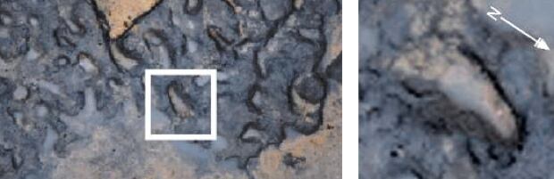 Ancient footprint with toes