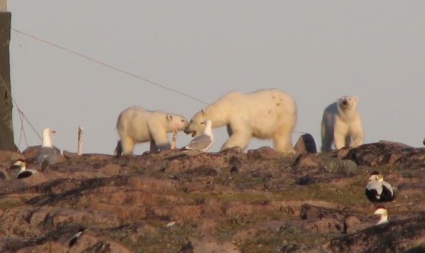 Polar Bears on East Bay Island