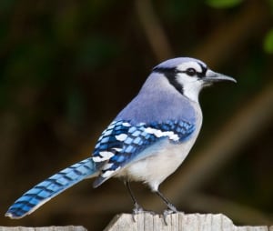 Blue Jay