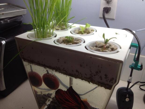aquaponics a growing trend in urban agriculture cbc news