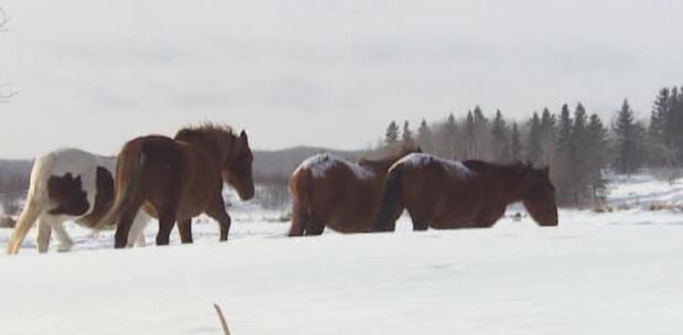 sk-pic-wild-horses2