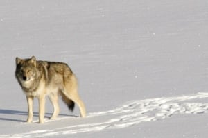 Isle Royale Wolves