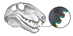 Dimetrodon teeth