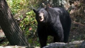 Black Bear