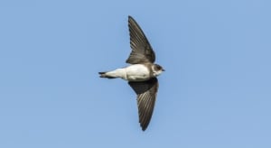 Bank Swallow