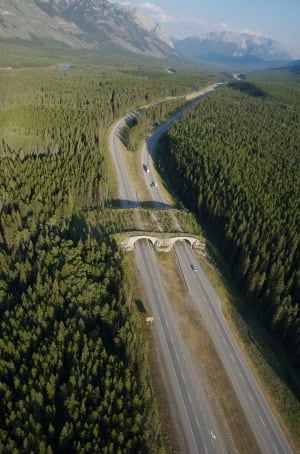 Aerial view Banff wildife overpass