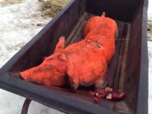 dead pig