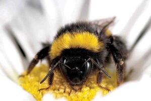 Bumblebee