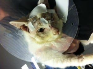 Joe the Cat Update