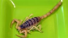 hi-scorpion