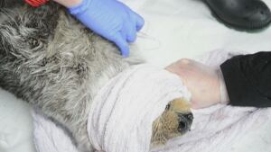 Otter rescued