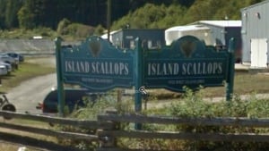 Island Scallops