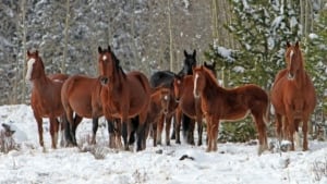wild horses
