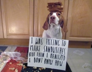 Pets-Dog Shame