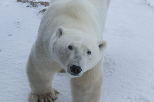 Polar Bear