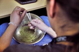 Legalizing Marijuana Colorado Confusion