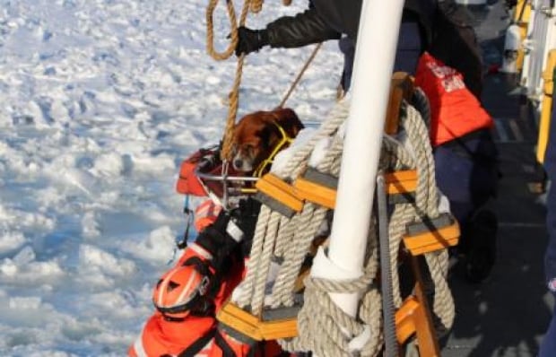U.S. Coast Guard Dog Rescue Two