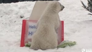 polar-bear-name