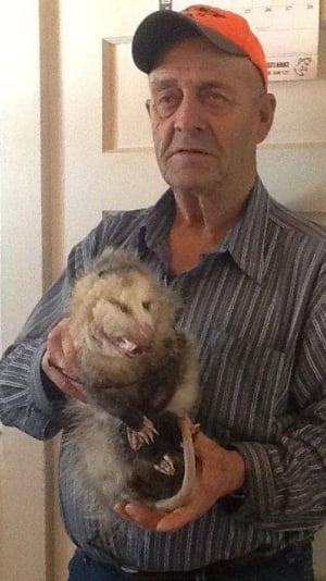 Albert Allain with the opossum he trapped in his snares near Rexton